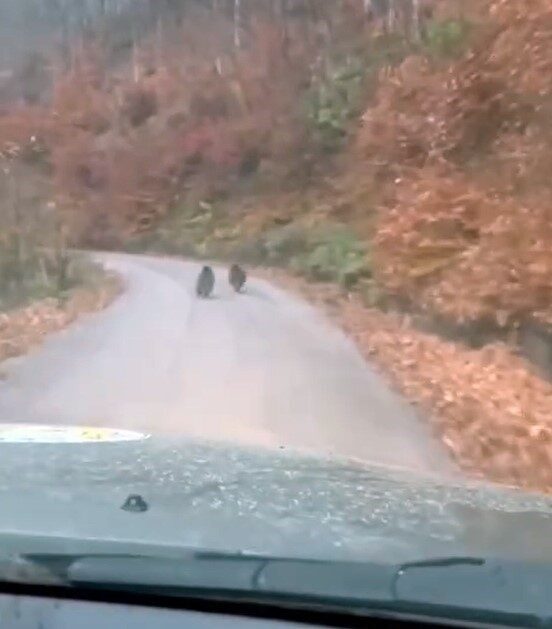 DÜZCE (İHA) – Düzce’nin Yığılca ilçesinde koruma faaliyeti yürüten orman