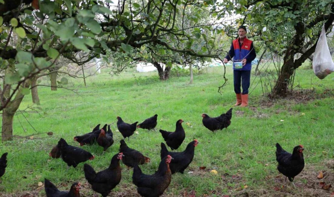 Kocaeli’de yürütülen yüzde 50 hibeli “Doğal Salma Yumurta Tavukçuluğu Projesi”