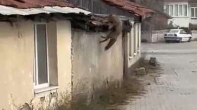 Bolu’da şehir merkezinde görüntülenen bir tilkinin, köpek seslerini duyunca yaşadığı