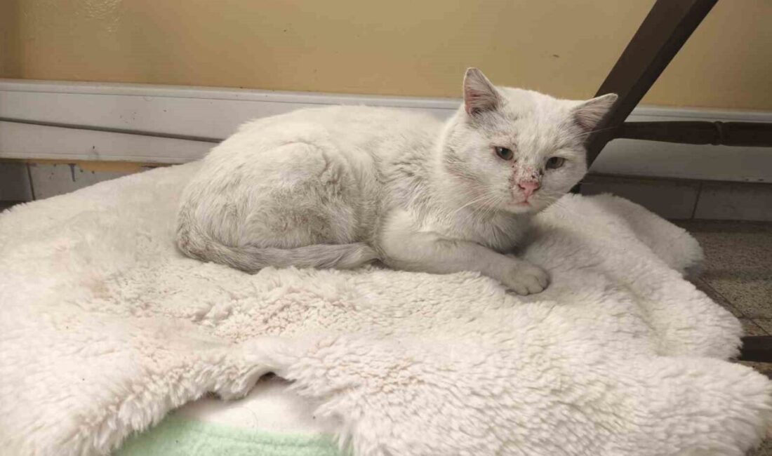 Okul, sokak kedisinin yuvası oldu Bilecik’in Bozüyük ilçesinde bulunan Saffet Şeker İlkokulunun öğretmenleri ve öğrencileri,