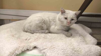 Bilecik’in Bozüyük ilçesinde bulunan Saffet Şeker İlkokulunun öğretmenleri ve öğrencileri,