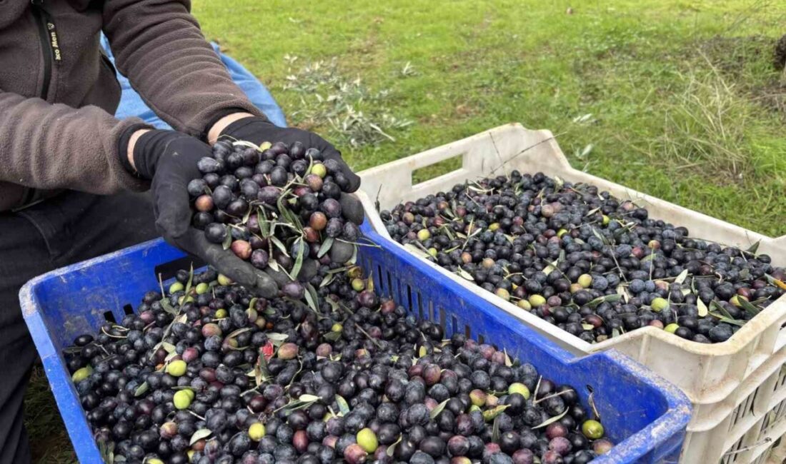 Bilecik’te zeytin üreticiliği yapan Ramazan Uysal, bu yıl verimin geçen