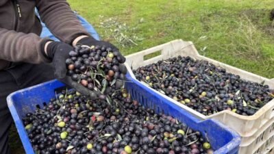 Bilecik’te zeytin üreticiliği yapan Ramazan Uysal, bu yıl verimin geçen