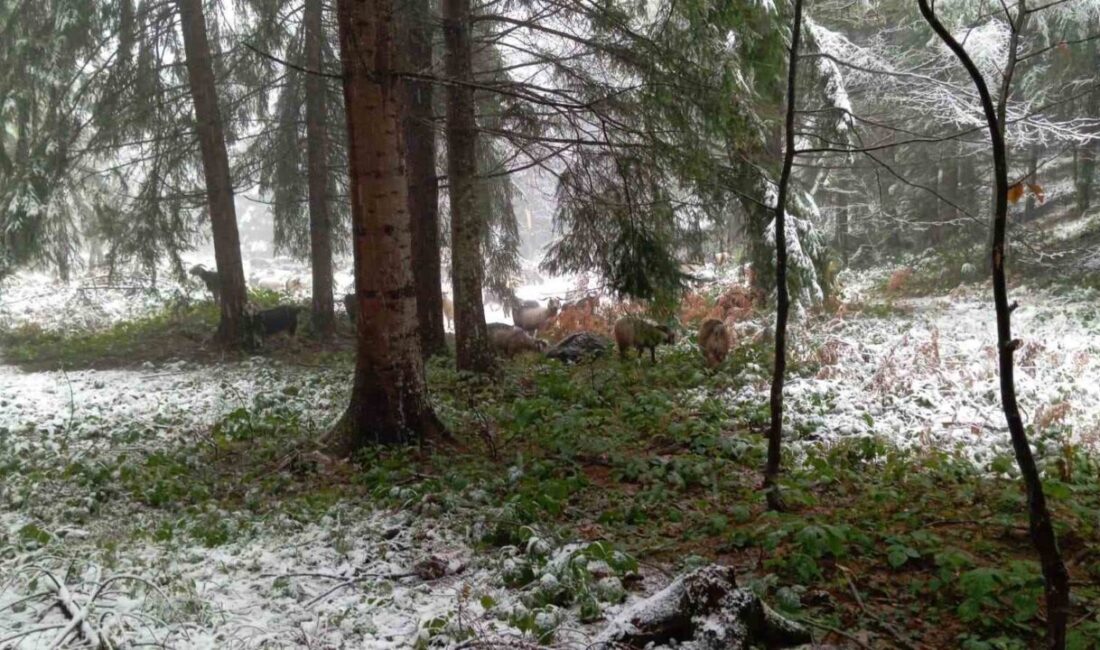 Sakarya’nın yüksek kesimleri beyaz örtüyle kaplandı Sakarya’nın Hendek ilçesinin yüksek kesimlerinde etkili olan kar yağışı, yaylaları