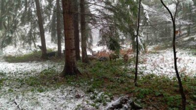 Sakarya’nın Hendek ilçesinin yüksek kesimlerinde etkili olan kar yağışı, yaylaları