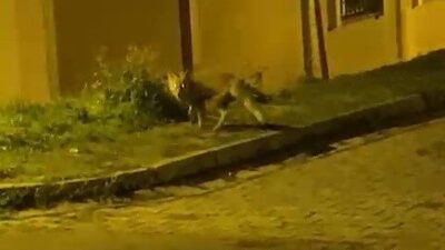 Akşam saatlerinde yiyecek aramak için şehre inen tilki, vatandaşın kamerasına