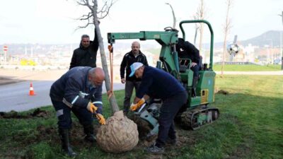 Kartepe Tramvay Hattı’nda çalışmaları sürerken bölgeden dikkatlice sökülen ağaçlar, bir