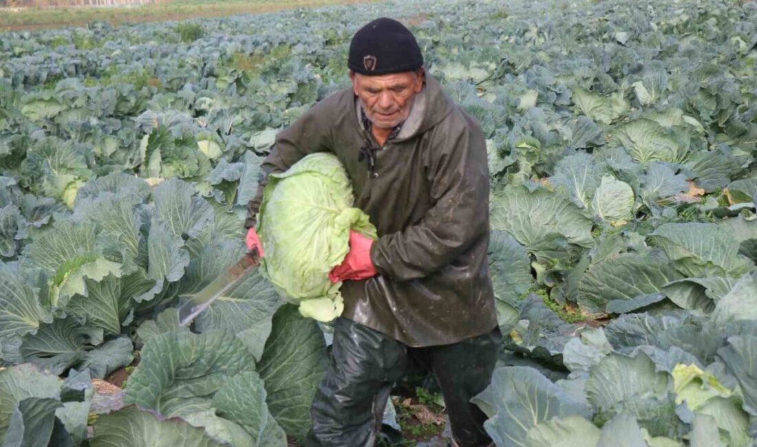 Kış sezonunun gözde sebzeleri arasında yer alan ve turşusu başta