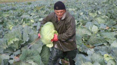 Kış sezonunun gözde sebzeleri arasında yer alan ve turşusu başta