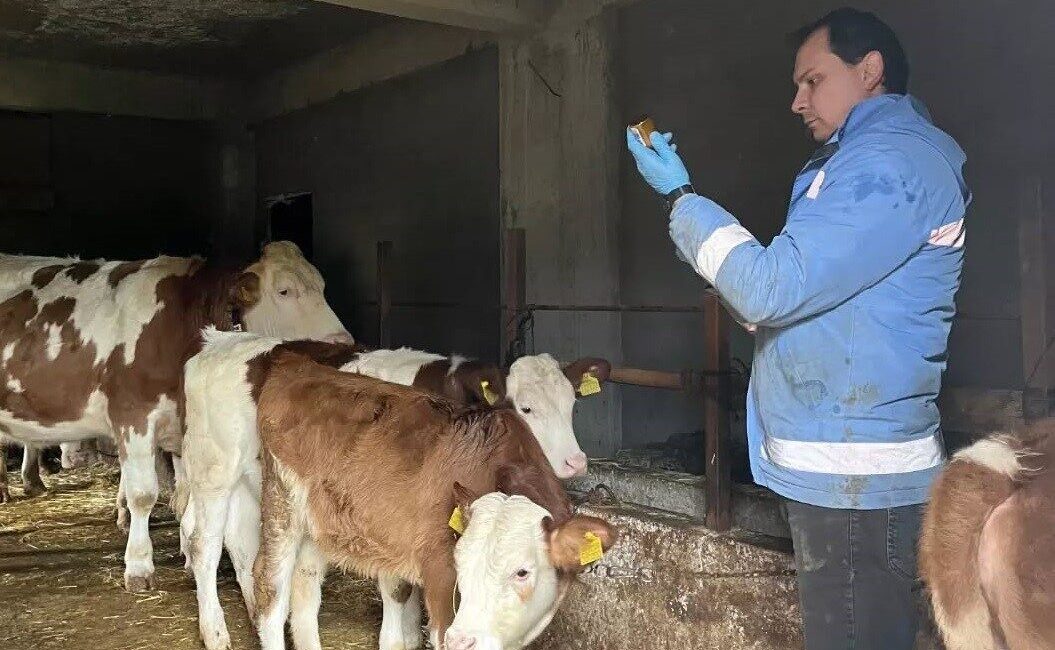 Düzce’nin Yığılca ilçesine bağlı Geriş ve Gelenöz köylerinde, Yığılca İlçe