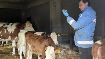 Düzce’nin Yığılca ilçesine bağlı Geriş ve Gelenöz köylerinde, Yığılca İlçe