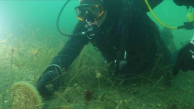 Kocaeli Büyükşehir Belediye Başkanı Tahir Büyükakın, İzmit Körfezi’ndeki ekosistem canlanmasını