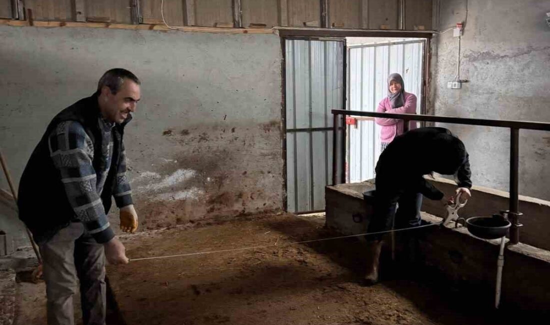 Bilecik’in Gölpazarı ilçesinde büyükbaş hayvancılık işletmelerine yönelik kapasite kontrolleri gerçekleştiriliyor.