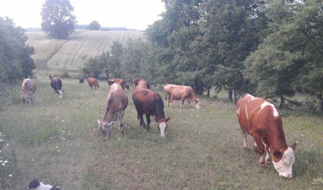 Bilecik’in Pazaryeri ilçesinde şap hastalığı tespit edilirken, hayvan giriş-çıkışları yasaklandı.