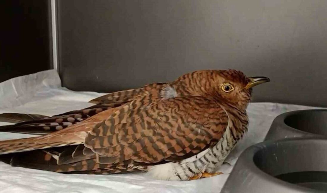 Bolu’da geçen yıl yaralı ya da bitkin halde bulunan 132