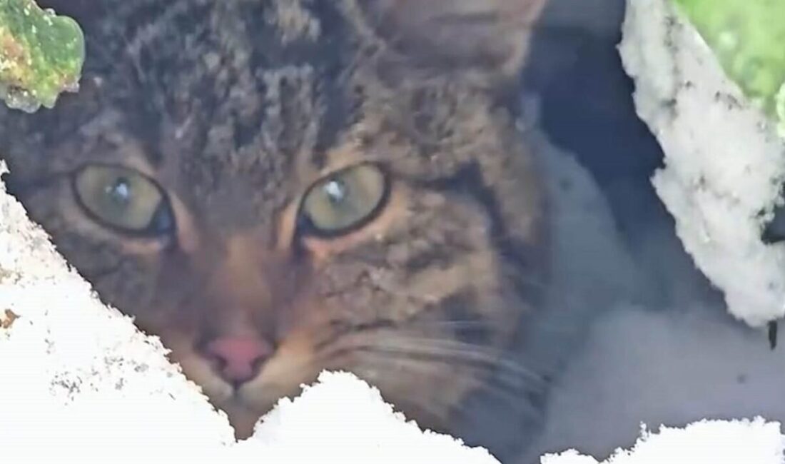Bolu’da yaban kedisi, Doğa Koruma ve Milli Parklar Şube Müdürlüğü