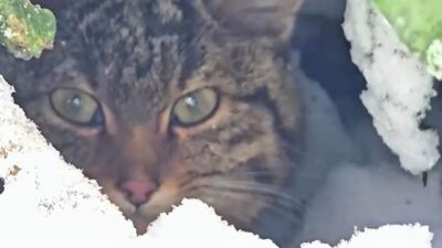 Bolu’da yaban kedisi, Doğa Koruma ve Milli Parklar Şube Müdürlüğü