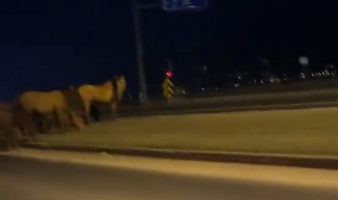 Bolu’da doğal yaşam alanlarından inen yılkı atları, uluslararası geçiş güzergahı