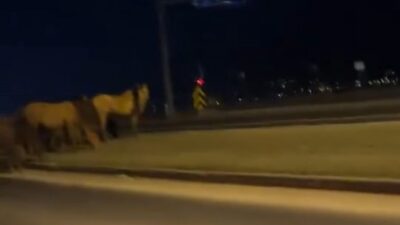 Bolu’da doğal yaşam alanlarından inen yılkı atları, uluslararası geçiş güzergahı