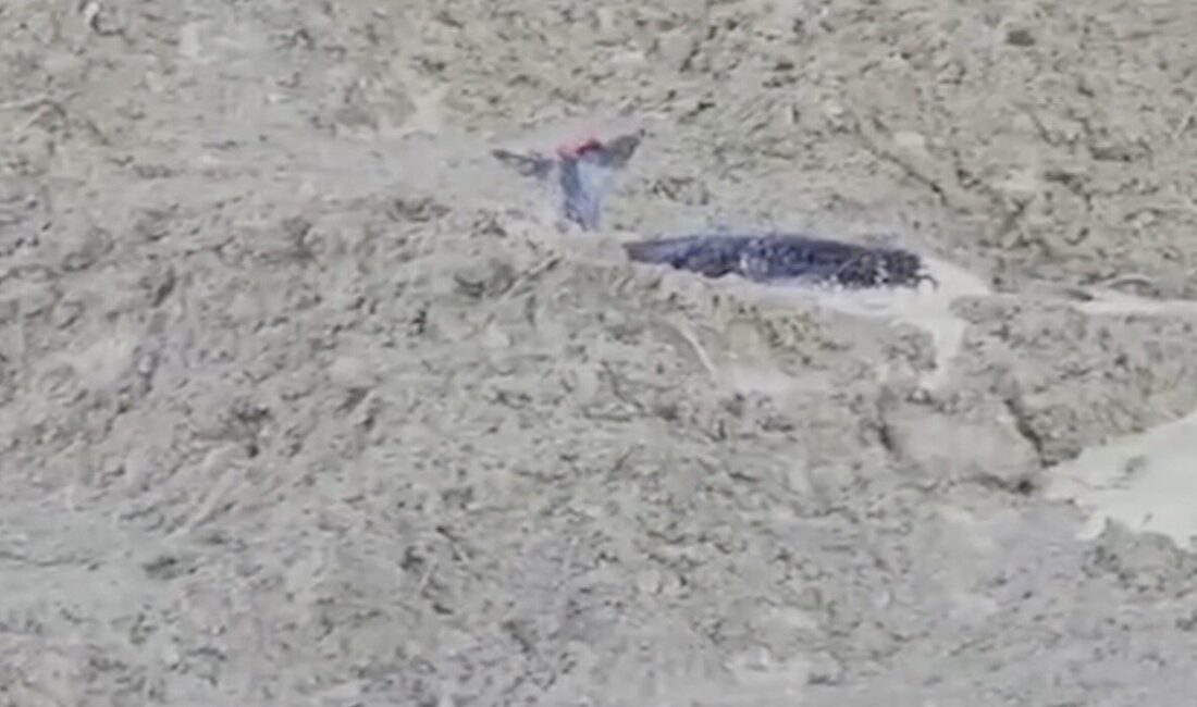 Kastamonu’nun Bozkurt ilçesinde uçurumdan düşerek çamura saplanan karaca, orman ekipleri