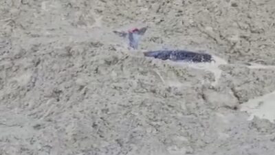 Kastamonu’nun Bozkurt ilçesinde uçurumdan düşerek çamura saplanan karaca, orman ekipleri