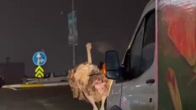 Sakarya’nın Arifiye ilçesinde başıboş şekilde dolaşan deve kuşu trafiği birbirine