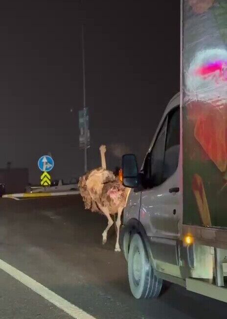 Sakarya’nın Arifiye ilçesinde başıboş şekilde dolaşan deve kuşu trafiği birbirine