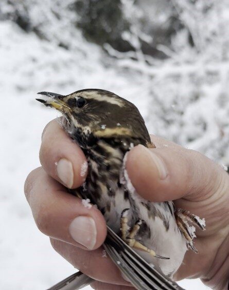 Donmak üzere olan kuşu aracına alarak ısıttı Kastamonu’nun Çatalzeytin ilçesinde bir vatandaş, yol kenarında donmak üzereyken bulduğu
