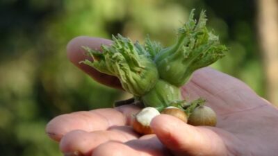 DÜZCE (İHA) – Düzce’den Avrupa Birliği (AB) ülkelerine 2025 yılında