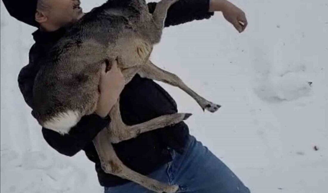 Düzce’de yaralı halde bulunan yavru karaca koruma altına alındı Düzce’nin Güzeldere köyü mevkiinde karların içinde yaralı halde bulunan yavru