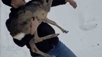 Düzce’nin Güzeldere köyü mevkiinde karların içinde yaralı halde bulunan yavru