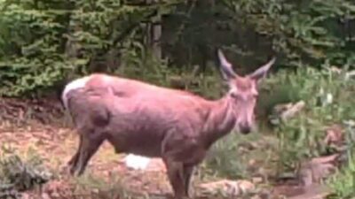 Kocaeli’nin ormanlık bölgelerinde yürütülen yaban hayatını izleme çalışmaları kapsamında, bir