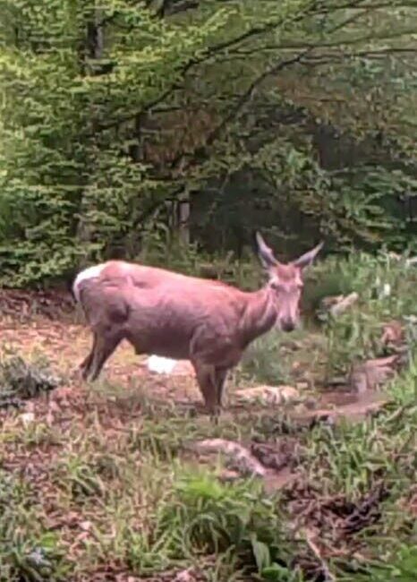 Geyiğin su keyfi fotokapanla görüntülendi Kocaeli’nin ormanlık bölgelerinde yürütülen yaban hayatını izleme çalışmaları kapsamında, bir