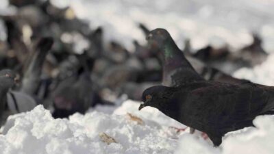 Düzce’de kar sebebi ile yemek bulmakta güçlük yaşayan güvercinleri bir