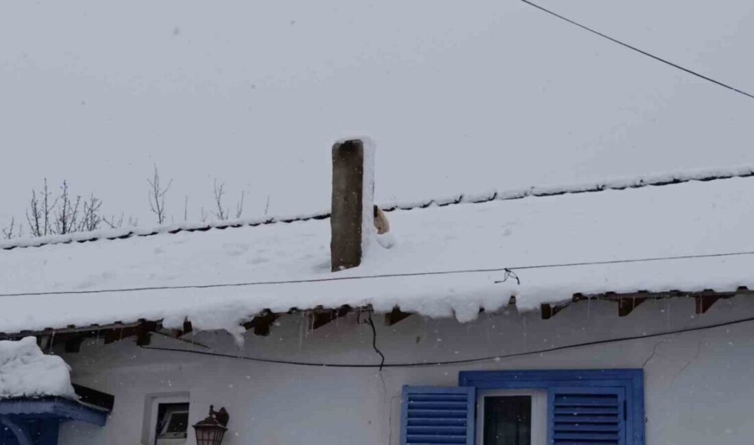 Bilecik’te karla kaplı çatıda mahsur kalan minik köpek, yürekleri ısıtan