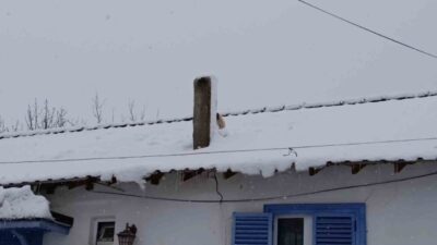 Bilecik’te karla kaplı çatıda mahsur kalan minik köpek, yürekleri ısıtan