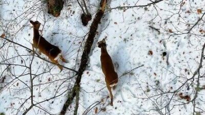 Kastamonu’nun Şenpazar ilçesinde kar yağışı sonrası beyaz örtüyle kaplanan ormanlık