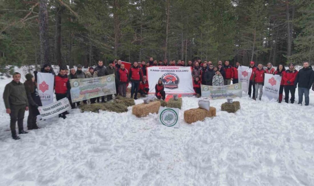 Kastamonu’da karla kaplanan doğada yiyecek yiyecek bulmakta güçlük çeken yaban