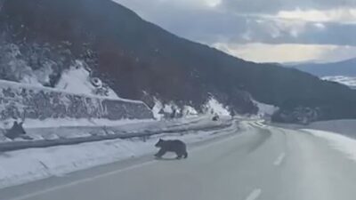 Kastamonu’nun Küre ilçesinde bozayının ormanlık alanda karda yürümeye çalışması Orman