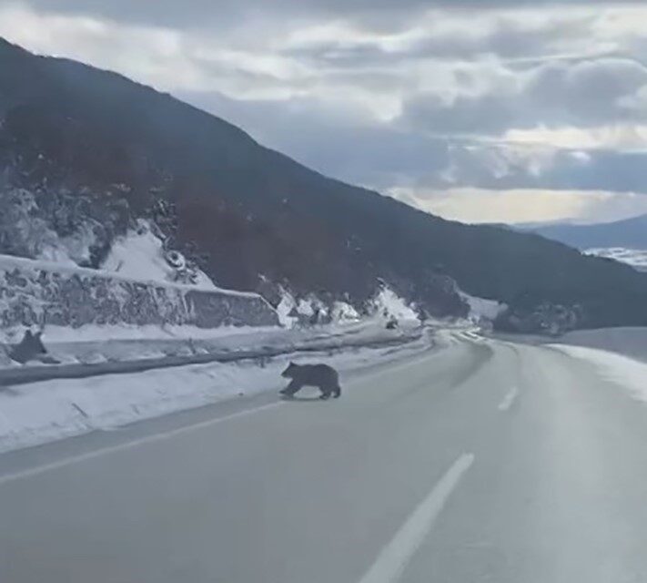 Kastamonu’nun Küre ilçesinde bozayının ormanlık alanda karda yürümeye çalışması Orman