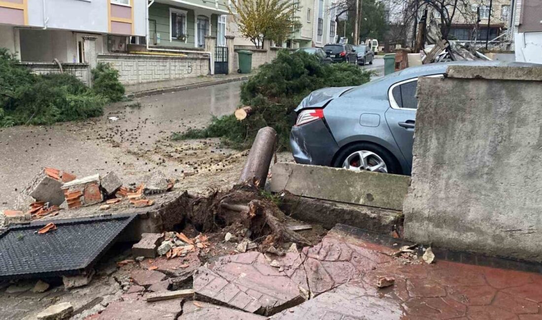 Kocaeli’nin Körfez ilçesinde rüzgarın etkisiyle devrilen 12 metrelik ağaç park