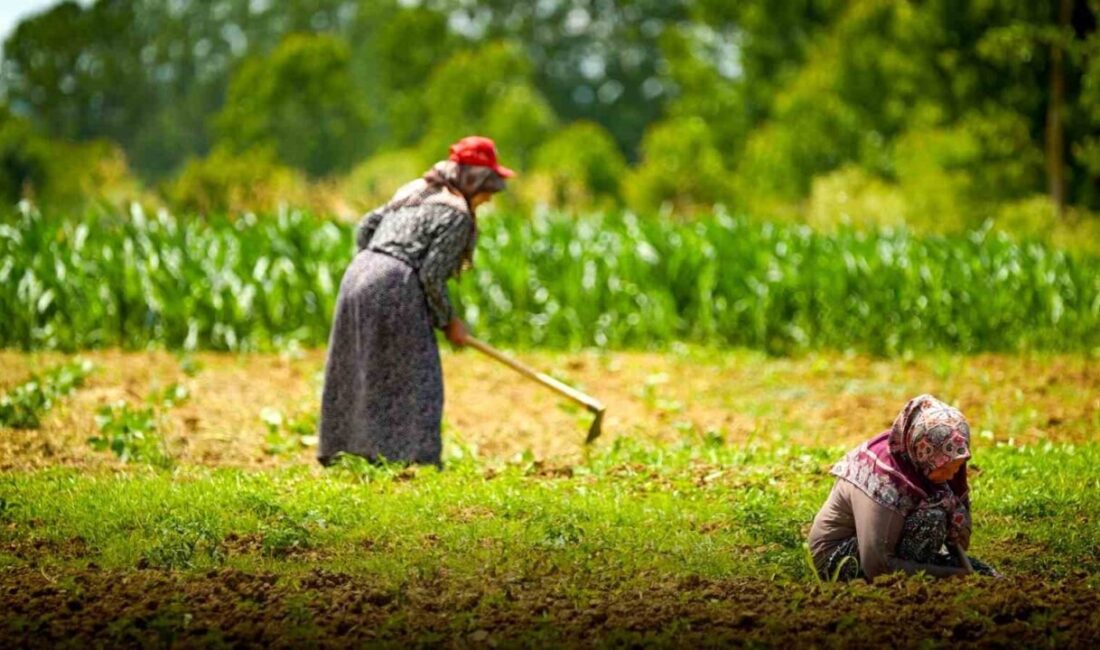 Kocaeli’de kooperatif ve birliklere yüzde 75 hibeli tarımsal destekler yeniden