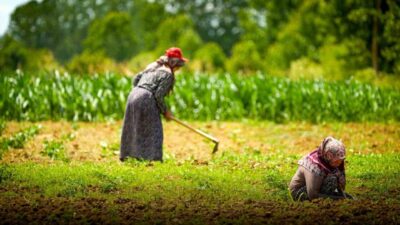 Kocaeli’de kooperatif ve birliklere yüzde 75 hibeli tarımsal destekler yeniden