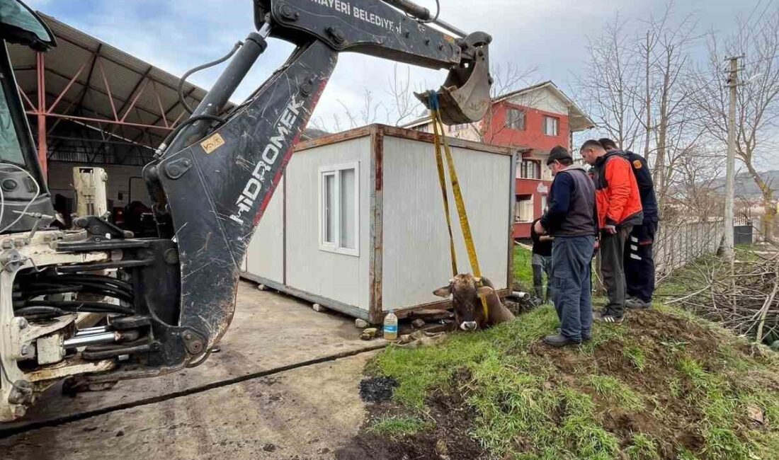 Düzce’de kuyuya düşen inek Cumayeri Belediyesi ekiplerince yapılan çalışmanın ardından