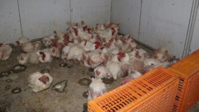 Sakarya’nı Taraklı ilçesinde mevzuata aykırı üretim yapan tavuk çiftliğinde ölü