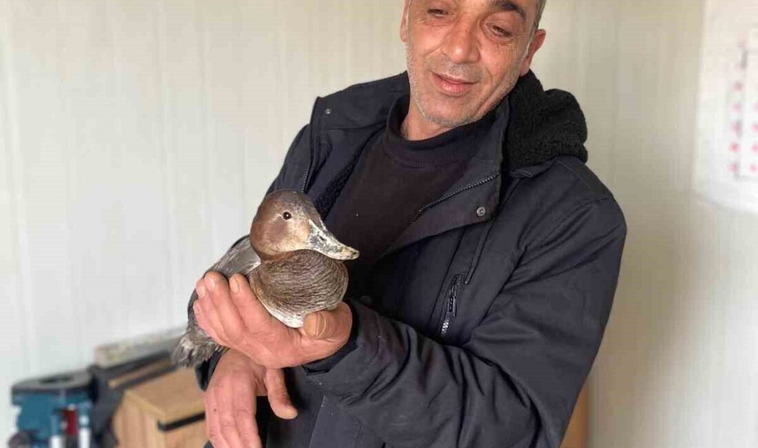 Kastamonu’nun Çatalzeytin ilçesinde şantiyede çalışan işçi, yaralı halde bulduğu yabani