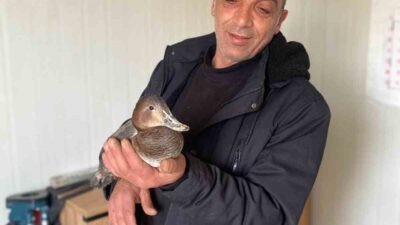 Kastamonu’nun Çatalzeytin ilçesinde şantiyede çalışan işçi, yaralı halde bulduğu yabani