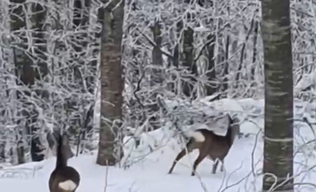 Sakarya’nın Geyve ilçesinde kar yağışı nedeniyle yiyecek bulmakta güçlük çeken