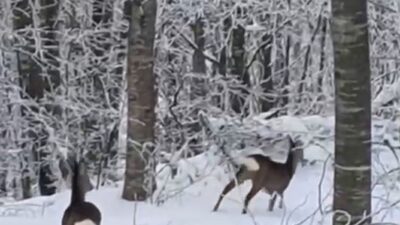 Sakarya’nın Geyve ilçesinde kar yağışı nedeniyle yiyecek bulmakta güçlük çeken