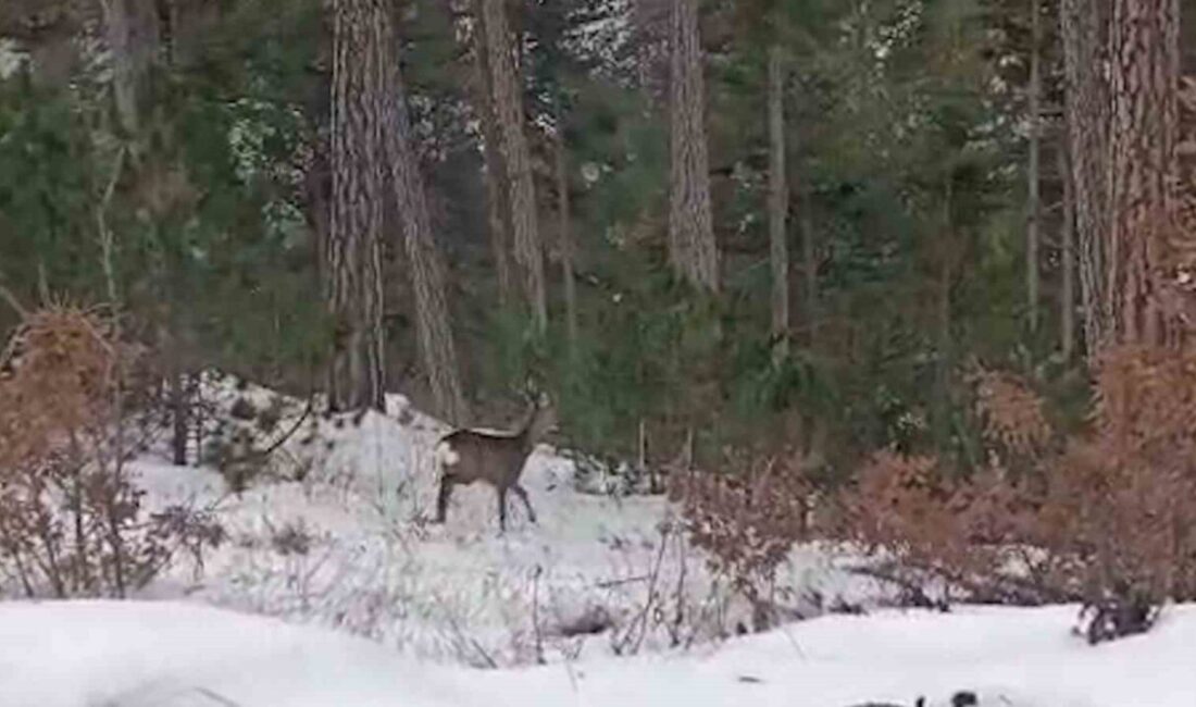 Yiyecek arayan yaban hayvanları karlı yollara indi Bolu’nun Göynük ve Mudurnu ilçelerinde kar yağışının ardından beyaza bürünen